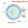 Iniezione intracitoplasmatica di spermatozoi (ICSI)