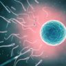 Nuovo successo per Crispi: la tecnica del taglia-incolla del Dna immortala l’inizio dello sviluppo dell’embrione